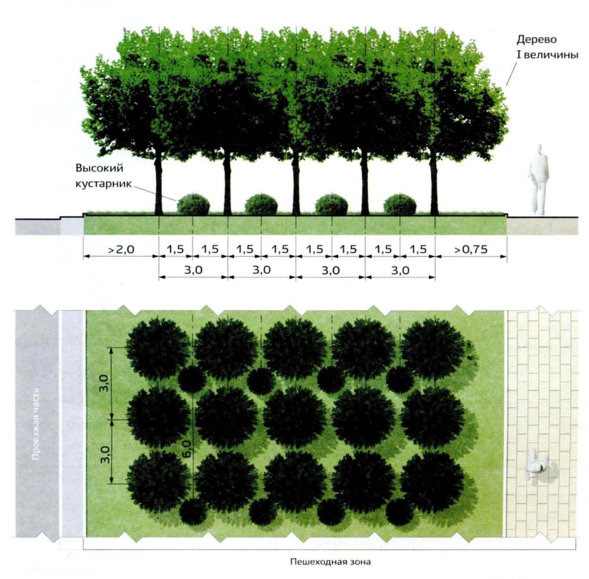 Как правильно посадить деревья на участке. Схема посадки древесных растений. Схема озеленения. Ассортимент деревьев и кустарников для озеленения. Посадка деревьев и кустарников.
